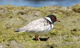 Hooded Plover