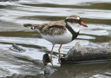 Black-fronted Dotterel