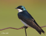 _MG_5726.jpg  hirondelle bicolore