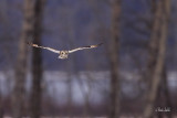 _MG_5922 hibou des marais mle Amqui.jpg