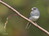 _MG_6360 junco ardois.jpg