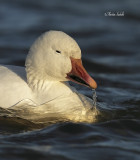IMG_1404 Limpidit.jpg