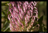 Grevillea in Detail