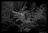 Ferns