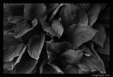 Hostas