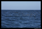 Shearwater birds