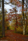 Colorful Pathway