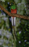 Quetzal for Doug NX.jpg