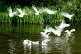 Hettemke (Black-headed Gull)