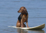 Surfing Dog