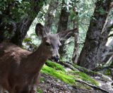 Deer on Upper Yosemite Falls trail