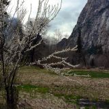 Crabapple blossoms and meadow