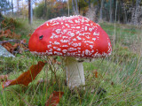 Fly Agaric