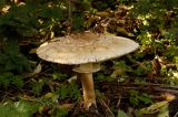 Shaggy Parasol