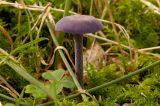 Amethyst Deceiver