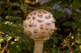 Shaggy Parasol
