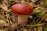 Russula fungi