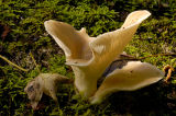 Pale Oyster Mushroom