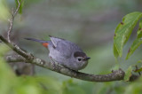 Gray Catbird