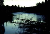 Peshtigo River treefalls