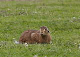 Haas - European Hare