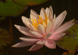 Nymphaea Colorado