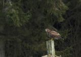 Buizerd