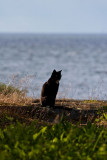 The cat and the sea