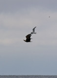 Eagle attacted by gull