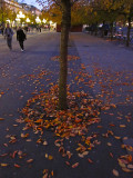 Lost leaves in Kungstrdgrden