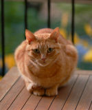 September 29: Nice cat on the balcony