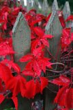 Red leaves on the fence