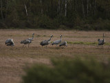 Grus grus - Kraanvogel - Common crane