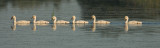 Cygnus olor - Knobbelzwaan - Mute Swan