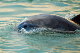 Porpoise