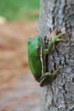 Tree Frog