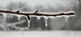 Icy Branch 2