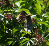 a pair of waxwings