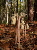 Unusual plants at the cypress swamp