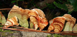 Colorful fungus on a fallen tree