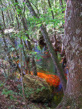 The red water of Lost Creek