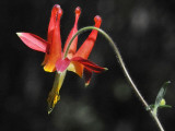 Crimson Columbine, Aquilegia formosa