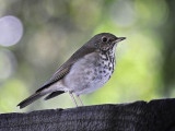 Hermit Thrush