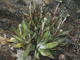 Rock Lettuce, Dudleya sp