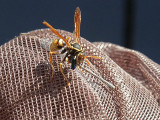 wasp attacks damsel