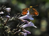 Grass Skipper4, sp