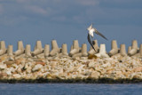 Rybitwa rzeczna (<i>Sterna hirundo</i>)