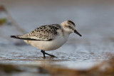 Piaskowiec (<i>Calidris alba</i>)