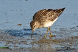 Least Sandpiper / Bcasseau Miniscule