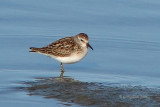 Least Sandpiper / Bcasseau Miniscule